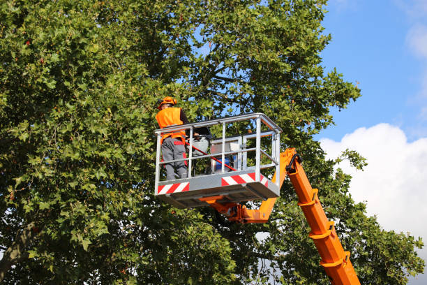 Best Tree Cabling and Bracing  in Massapequa Park, NY